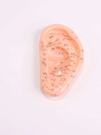 מודל אוזן לאקופ' 13 ס"מ לדיקור