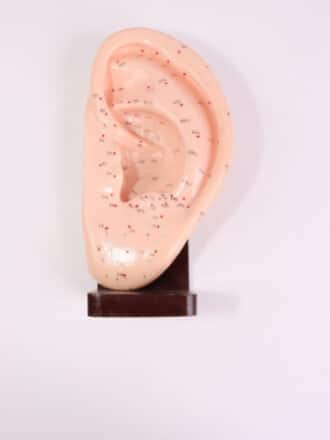 מודל אוזן לאקופ'+מעמד 22 ס"מ