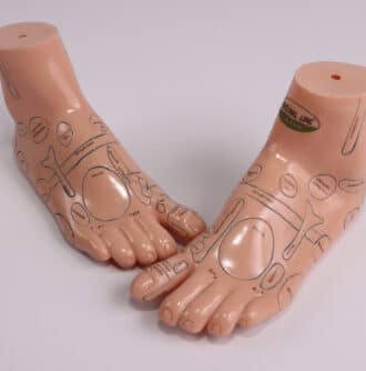 מודל זוג רגלים לעיסוי 17 ס"מ