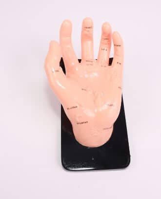 מודל כף יד לעיסוי+מעמד 22 ס"מ