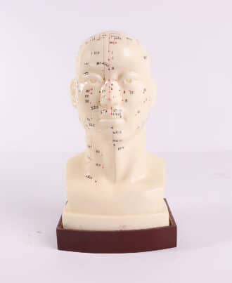 מודל ראש 20 ס"מ